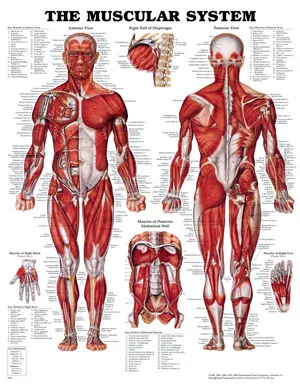 Anatomical Charts and Posters